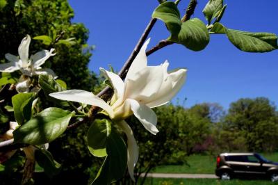 Magnolia 'Wedding Vows' (Wedding Vows Magnolia), flower, side