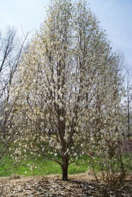 Magnolia ×kewensis 'Wada's Memory' (Wada's Memory Magnolia), habit, spring