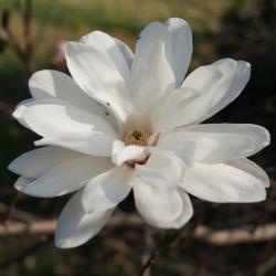Magnolia ×loebneri 'Ballerina' (Ballerina Loebner's Magnolia), flower, full