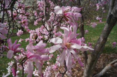 Magnolia ×loebneri 'Leonard Messel' (Leonard Messel Loebner's Magnolia), flower, full