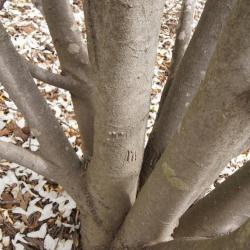 Magnolia ×proctoriana (Proctor's Magnolia), bark, mature
