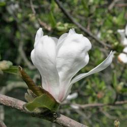 Magnolia ×loebneri 'Merrill (Merrill Loebner's Magnolia), flower, side