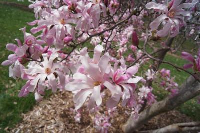Magnolia ×loebneri 'Leonard Messel' (Leonard Messel Loebner's Magnolia), inflorescence
