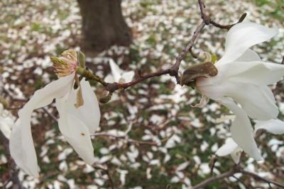 Magnolia ×proctoriana (Proctor's Magnolia), flower, past