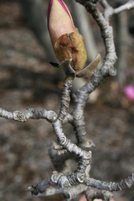 Magnolia ×soulangeana 'Lennei' (Lenne Saucer Magnolia), bark, twig
