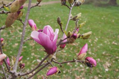 Magnolia ×soulangeana 'Lennei' (Lenne Saucer Magnolia), flower, full