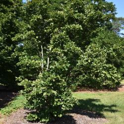 Magnolia ×soulangeana 'Lennei' (Lenne Saucer Magnolia), habit, summer