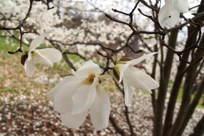 Magnolia ×proctoriana (Proctor's Magnolia), flower, full