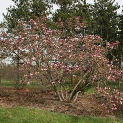 Magnolia ×soulangeana 'Lennei' (Lenne Saucer Magnolia), habit, spring