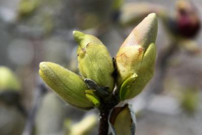 Magnolia ×soulangeana 'Lennei' (Lenne Saucer Magnolia), bud, flower