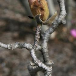 Magnolia ×soulangeana 'Lennei' (Lenne Saucer Magnolia), bark, twig
