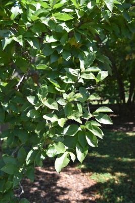 Magnolia ×proctoriana (Proctor's Magnolia), leaf, summer