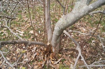 Magnolia ×soulangeana 'Lennei' (Lenne Saucer Magnolia), bark, mature