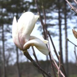 Magnolia ×soulangeana 'Barrington Belle' (Barrington Belle Saucer Magnolia), bud, flower