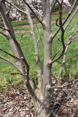Magnolia ×soulangeana 'Barrington Belle' (Barrington Belle Saucer Magnolia), bark, mature
