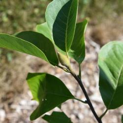 Magnolia ×soulangeana 'Barrington Belle' (Barrington Belle Saucer Magnolia), bud, terminal
