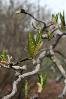 Magnolia ×soulangeana 'Lennei' (Lenne Saucer Magnolia), leaf, spring