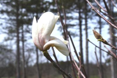 Magnolia ×soulangeana 'Barrington Belle' (Barrington Belle Saucer Magnolia), bud, flower