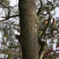 Magnolia ×soulangeana 'Lennei' (Lenne Saucer Magnolia), bark, branch