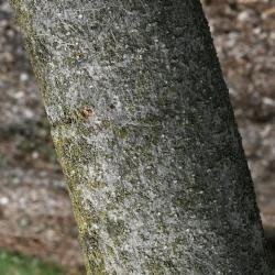 Magnolia ×soulangeana 'Lennei' (Lenne Saucer Magnolia), bark, trunk