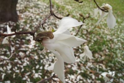Magnolia ×proctoriana (Proctor's Magnolia), flower, side
