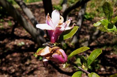 Magnolia ×soulangeana 'Lennei' (Lenne Saucer Magnolia), flower, side