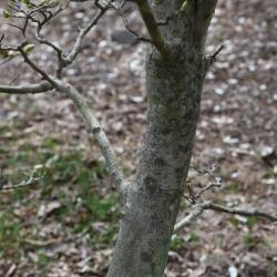 Magnolia ×soulangeana 'Lennei' (Lenne Saucer Magnolia), bark, trunk