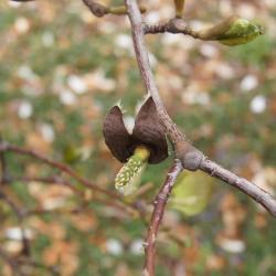 Magnolia ×proctoriana (Proctor's Magnolia), fruit, immature