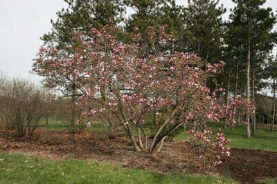 Magnolia ×soulangeana 'Lennei' (Lenne Saucer Magnolia), habit, spring