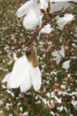 Magnolia ×proctoriana (Proctor's Magnolia), flower, side