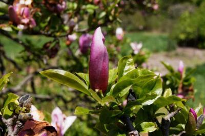 Magnolia ×soulangeana 'Lennei' (Lenne Saucer Magnolia), flower, side