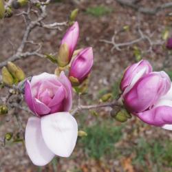 Magnolia ×soulangeana 'Lennei' (Lenne Saucer Magnolia), flower, full