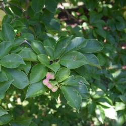 Magnolia ×proctoriana (Proctor's Magnolia), fruit, immature