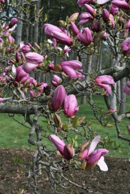 Magnolia ×soulangeana 'Lennei' (Lenne Saucer Magnolia), bud, flower