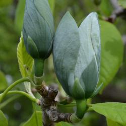 Magnolia acuminata (Cucumber-tree), bud, flower