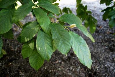 Magnolia biondii (Chinese Willow-leaved Magnolia), habit, fall