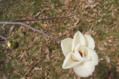 Magnolia denudata (Yulan Magnolia), flower, throat