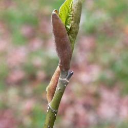 Magnolia biondii (Chinese Willow-leaved Magnolia), leaf, spring