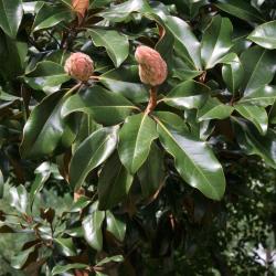 Magnolia grandiflora 'Bracken's Brown Beauty (Bracken's Brown Beauty Southern Magnolia), fruit, immature