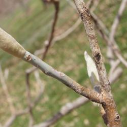 Magnolia ashei (Ashe's Magnolia), bark, twig