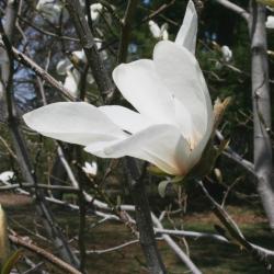 Magnolia kobus 'Wada's Memory' (Wada's Memory Japanese Magnolia), flower, side