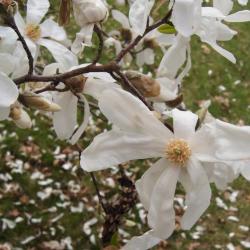 Magnolia kobus var. borealis (Northern Japanese Magnolia), flower, throat
