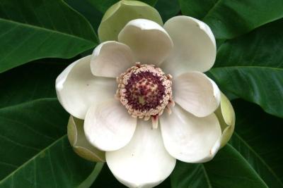 Magnolia hypoleuca (Japanese White-barked Magnolia), flower, throat