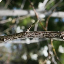 Magnolia kobus 'Wada's Memory' (Wada's Memory Japanese Magnolia), bark, twig