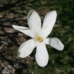 Magnolia kobus 'Wada's Memory' (Wada's Memory Japanese Magnolia), flower, full