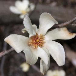 Magnolia kobus 'Morris Fragrant' (Morris Fragrant Japanese Magnolia), flower, throat