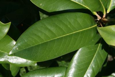 Magnolia grandiflora (Southern Magnolia), leaf, upper surface