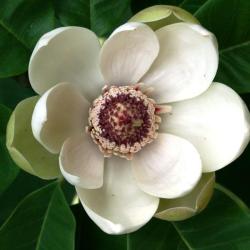 Magnolia hypoleuca (Japanese White-barked Magnolia), flower, throat