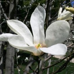 Magnolia kobus 'Wada's Memory' (Wada's Memory Japanese Magnolia), flower, side
