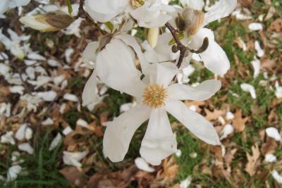 Magnolia kobus var. borealis (Northern Japanese Magnolia), flower, throat